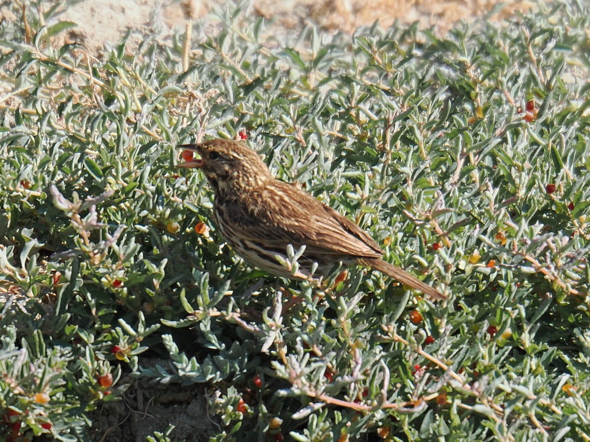 Bruant des prés - ML638749829