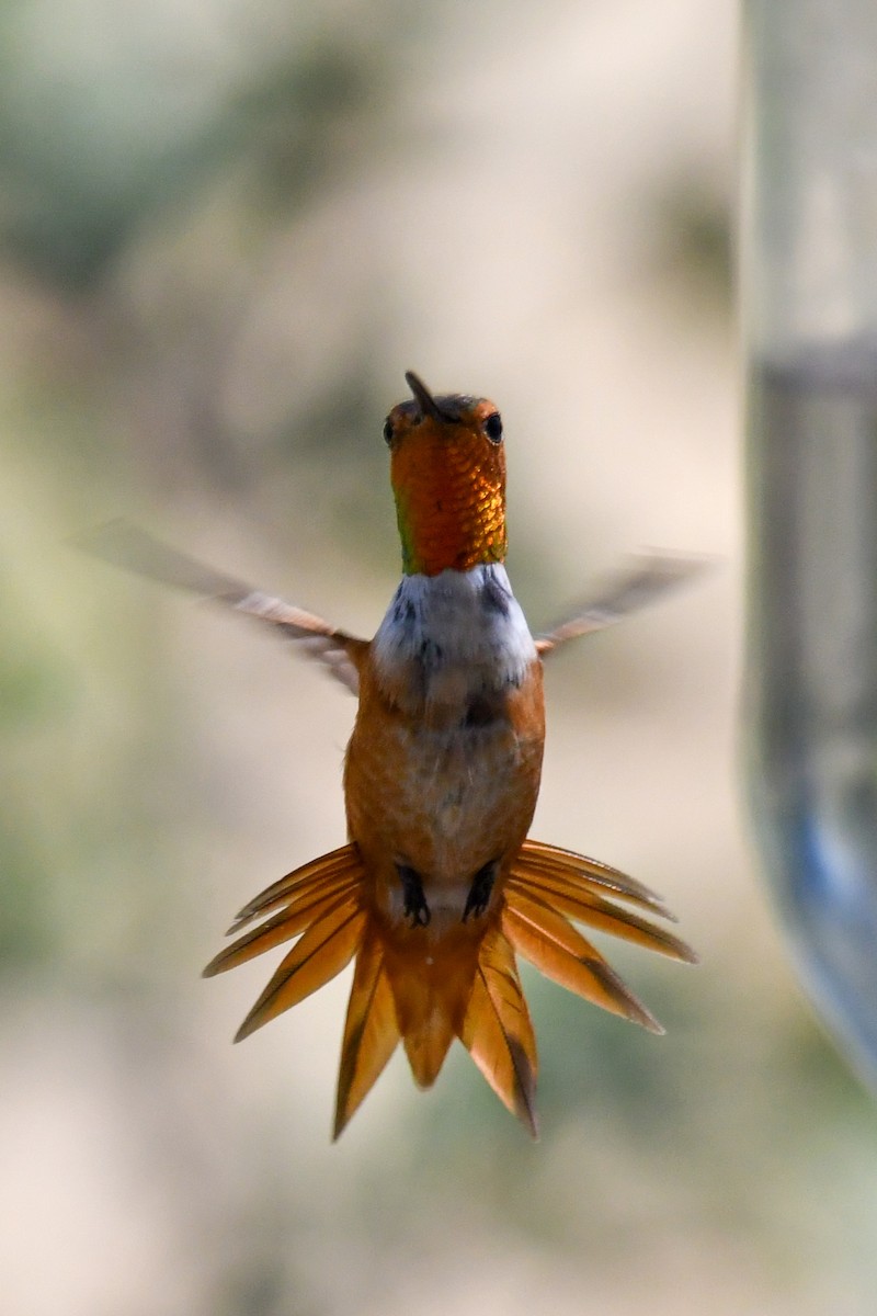 Colibri d'Allen - ML638749832