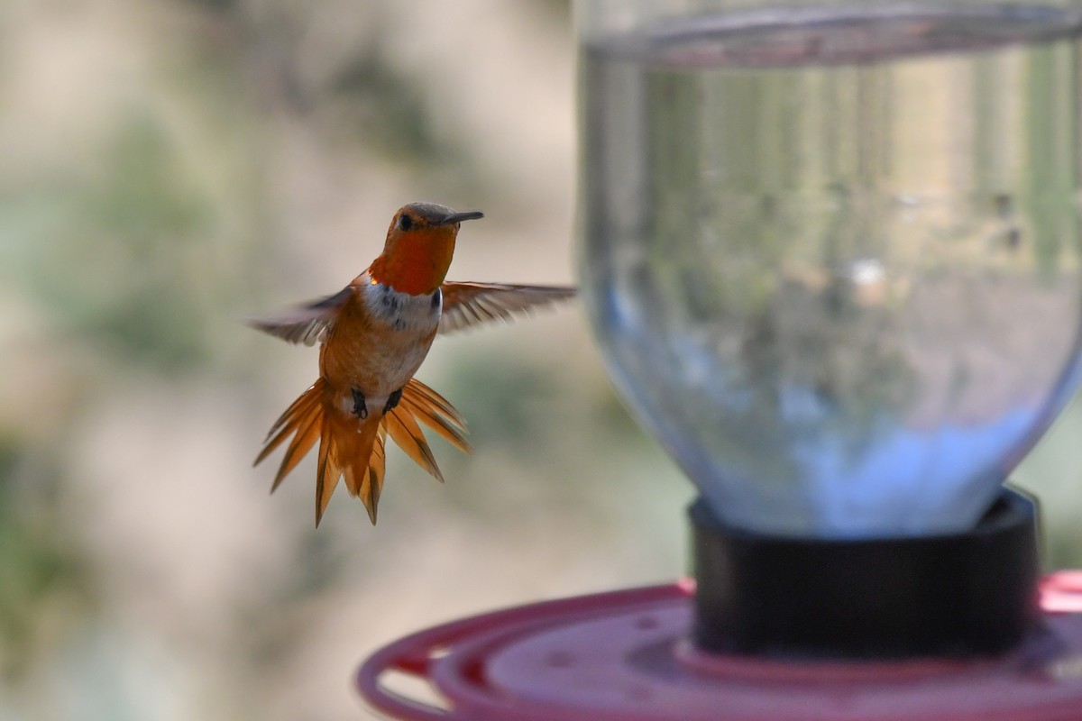 Colibri d'Allen - ML638749833
