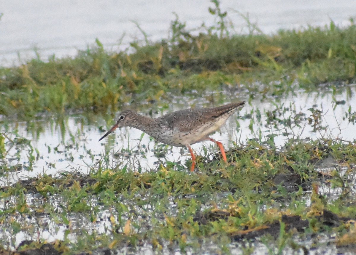 Common Redshank - ML638749835