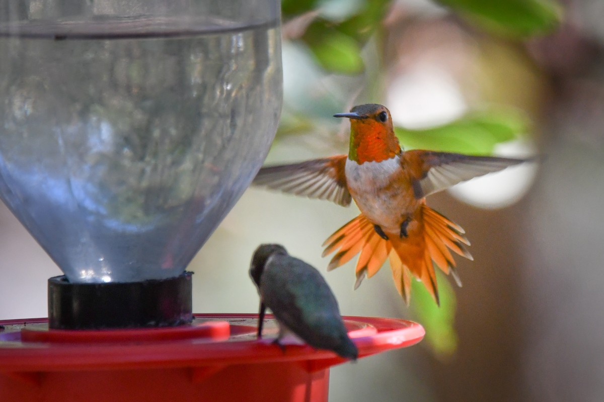 Colibri roux - ML638749838