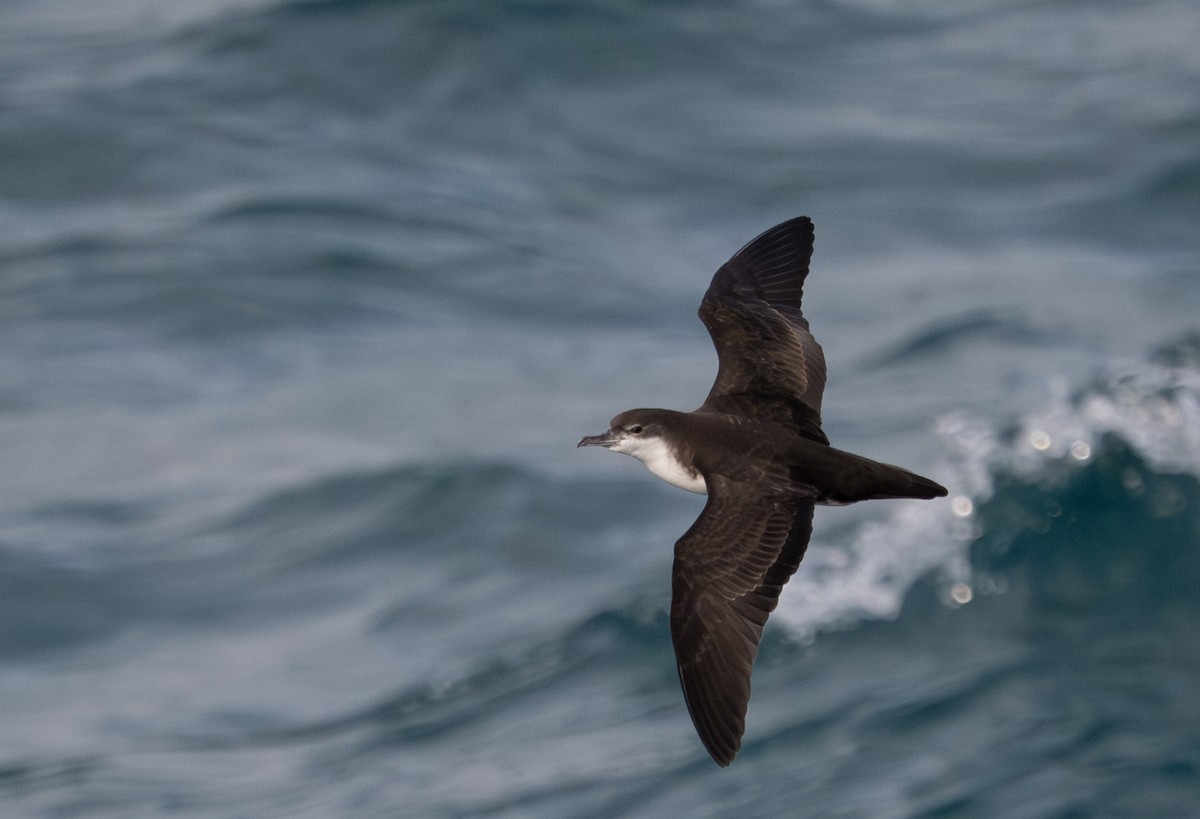 Puffin des Galapagos - ML638749840