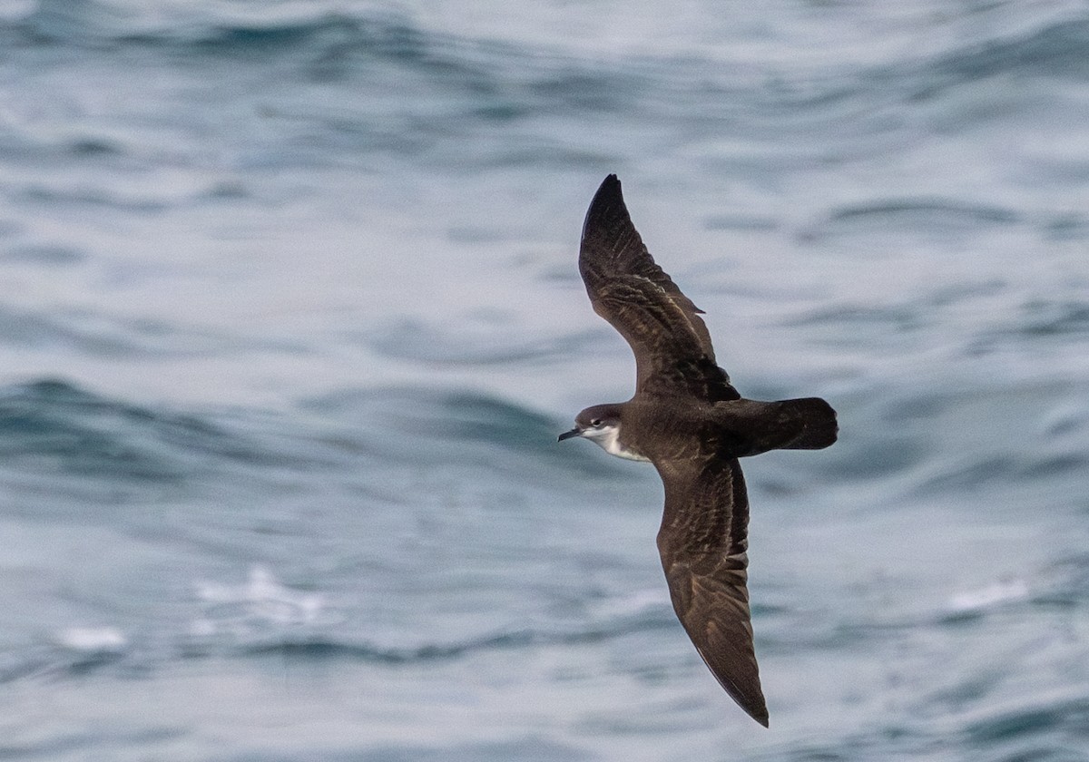 Puffin des Galapagos - ML638749841