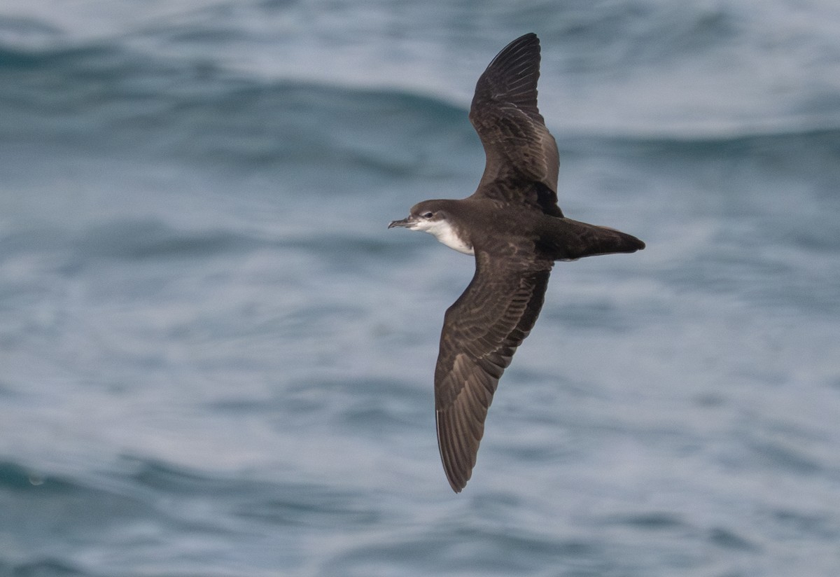 Puffin des Galapagos - ML638749842