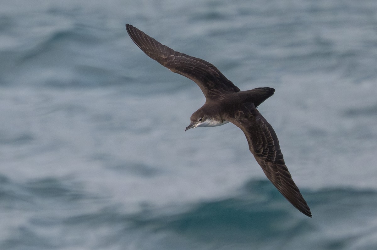 Puffin des Galapagos - ML638749843