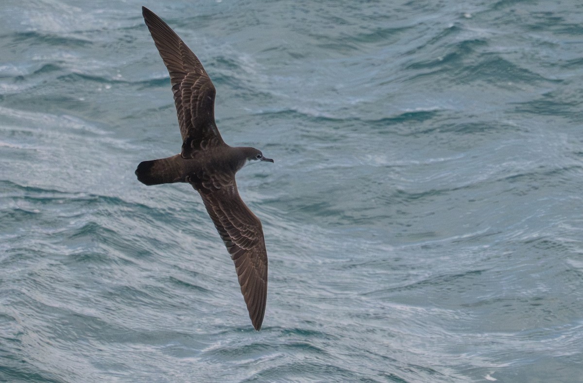Puffin des Galapagos - ML638749846