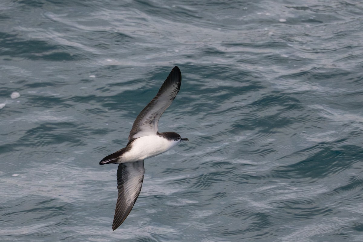 Puffin des Galapagos - ML638749847