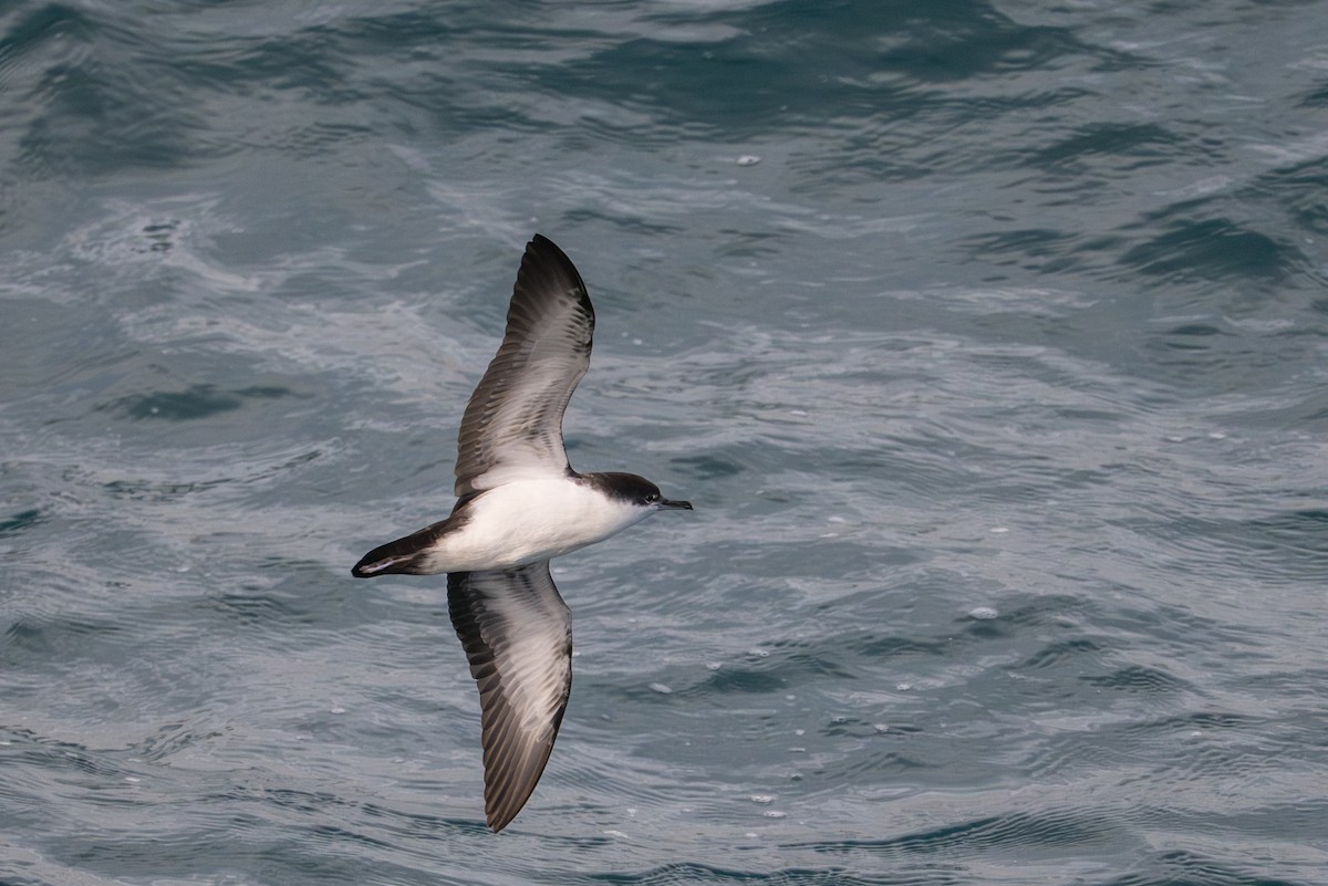 Puffin des Galapagos - ML638749848