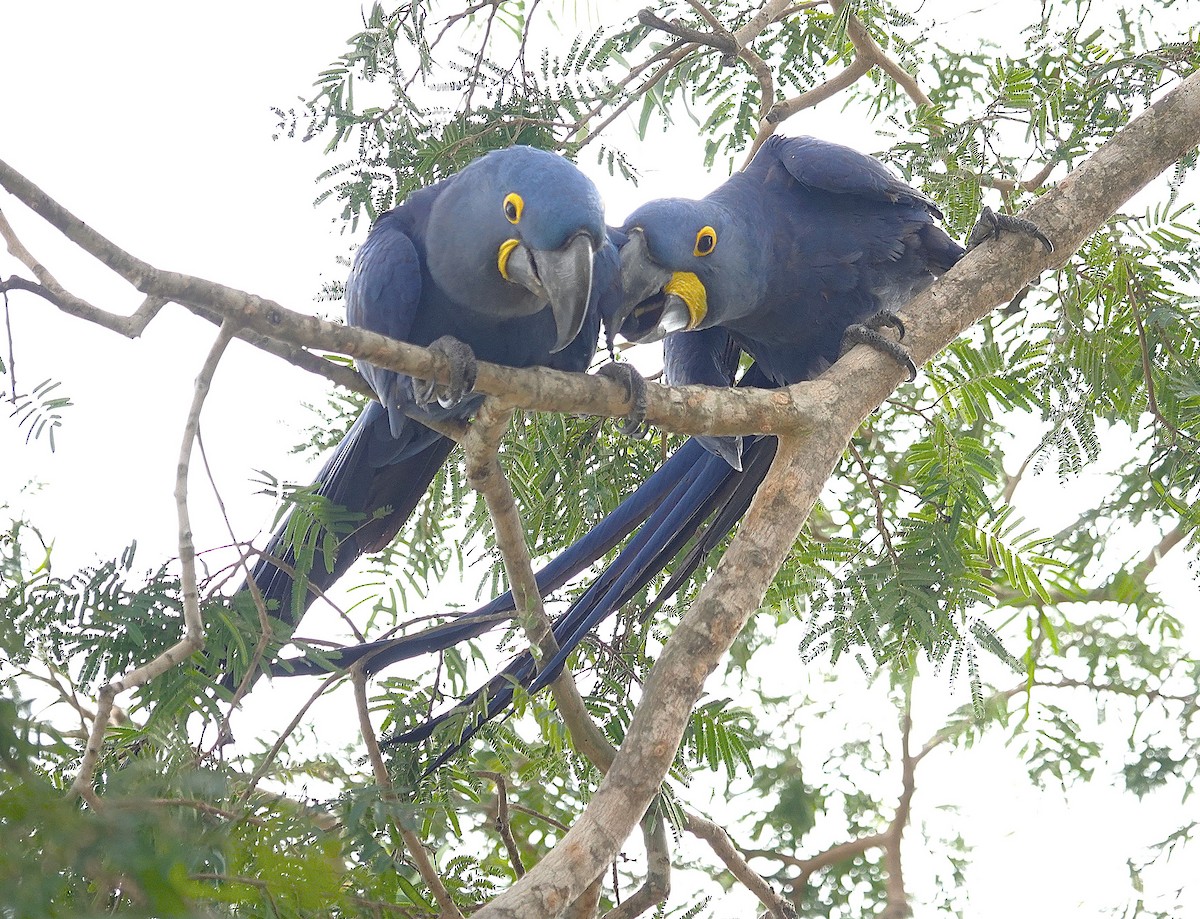 Hyacinth Macaw - ML638749851