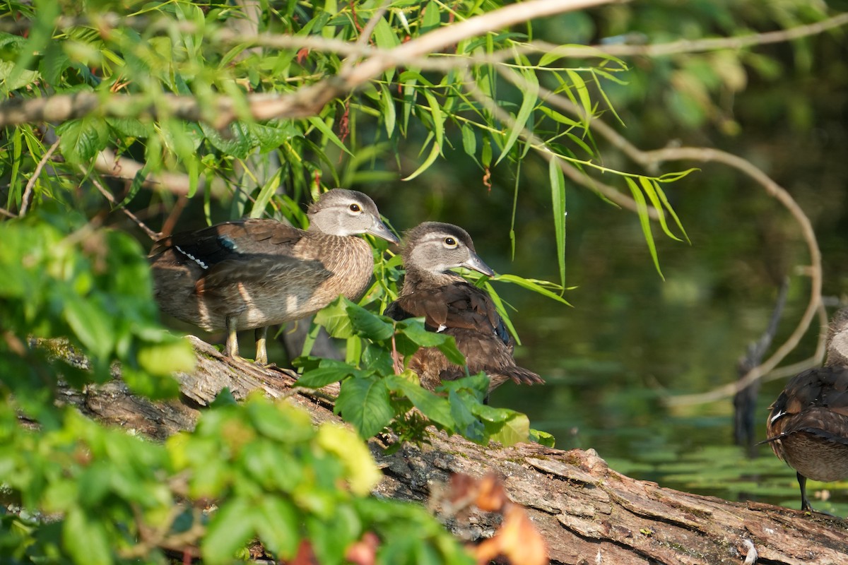 Wood Duck - ML638749876