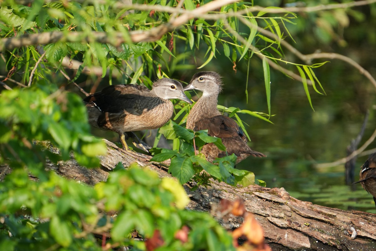 Wood Duck - ML638749877