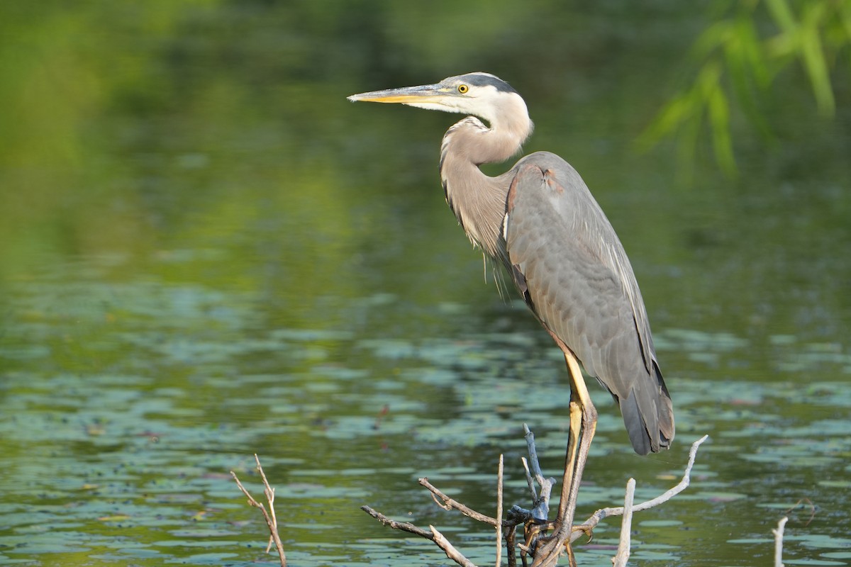 Great Blue Heron - ML638749879