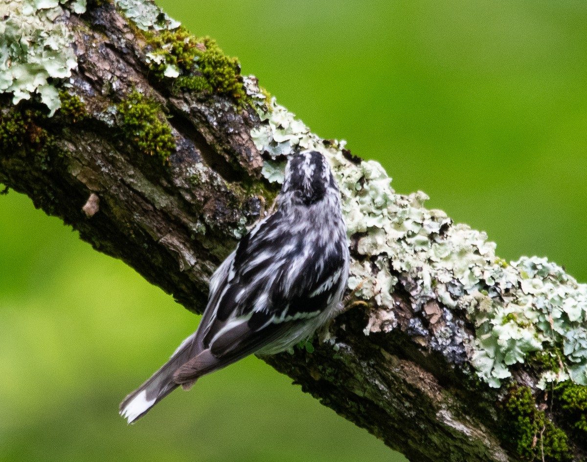 Black-and-white Warbler - ML638749880