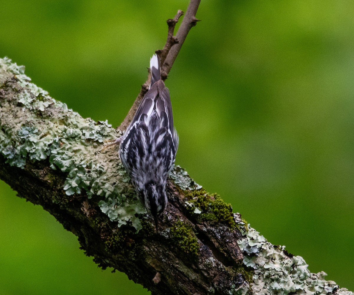 Black-and-white Warbler - ML638749882