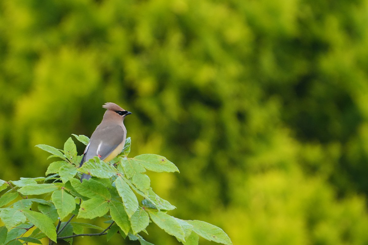 Cedar Waxwing - ML638749883