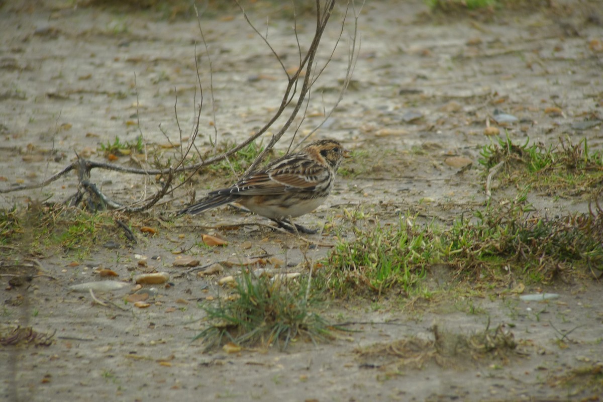 Lapland Longspur - ML638749890