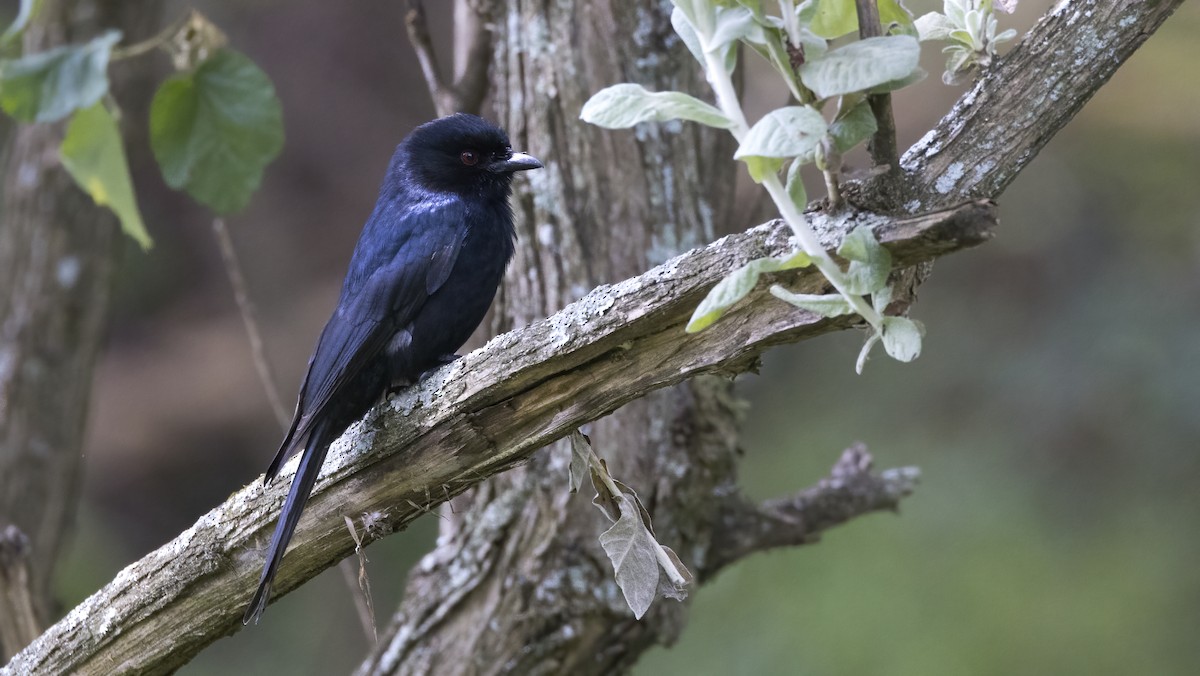 Fork-tailed Drongo - ML638749891