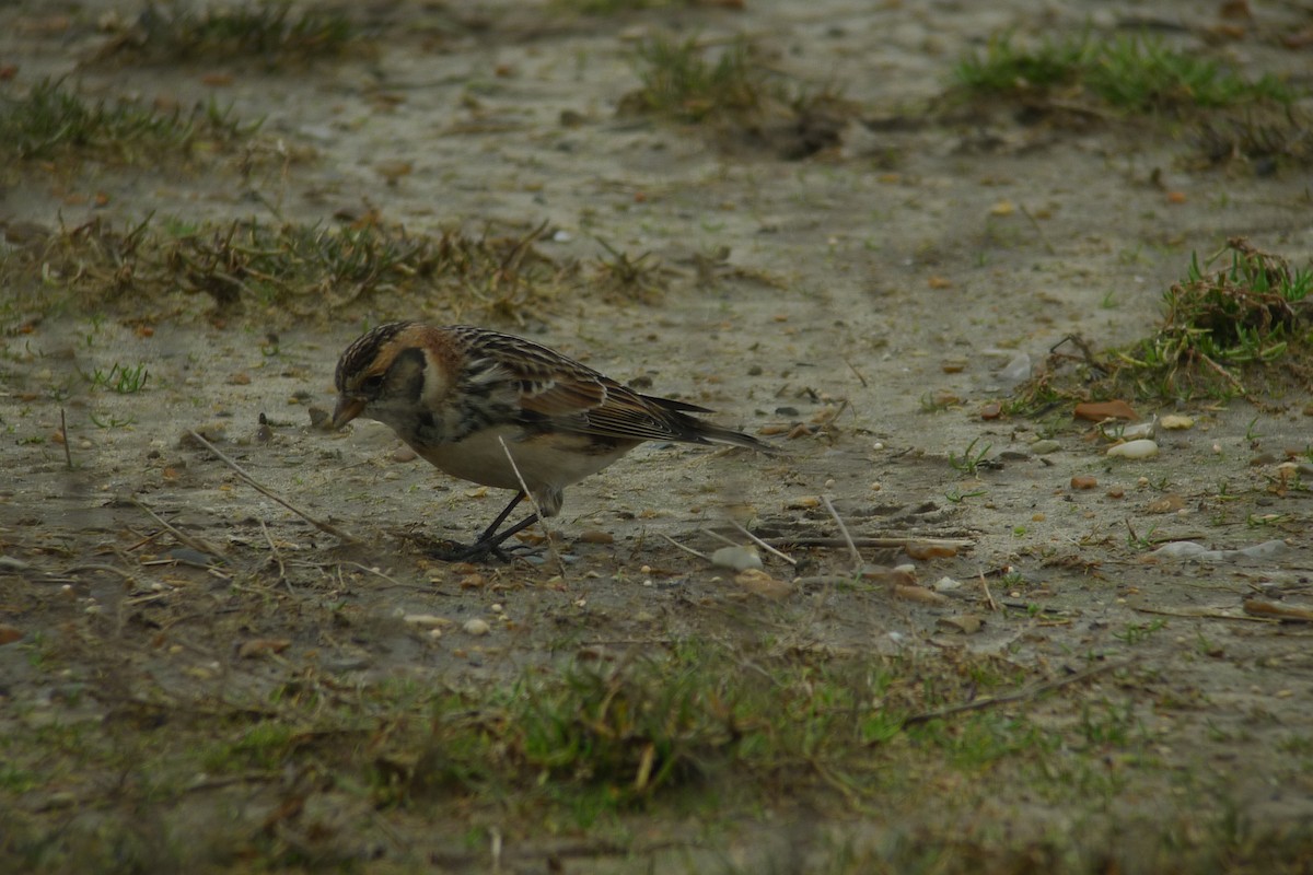 Lapland Longspur - ML638749892