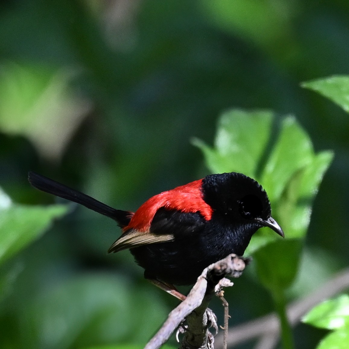 Red-backed Fairywren - ML638749893