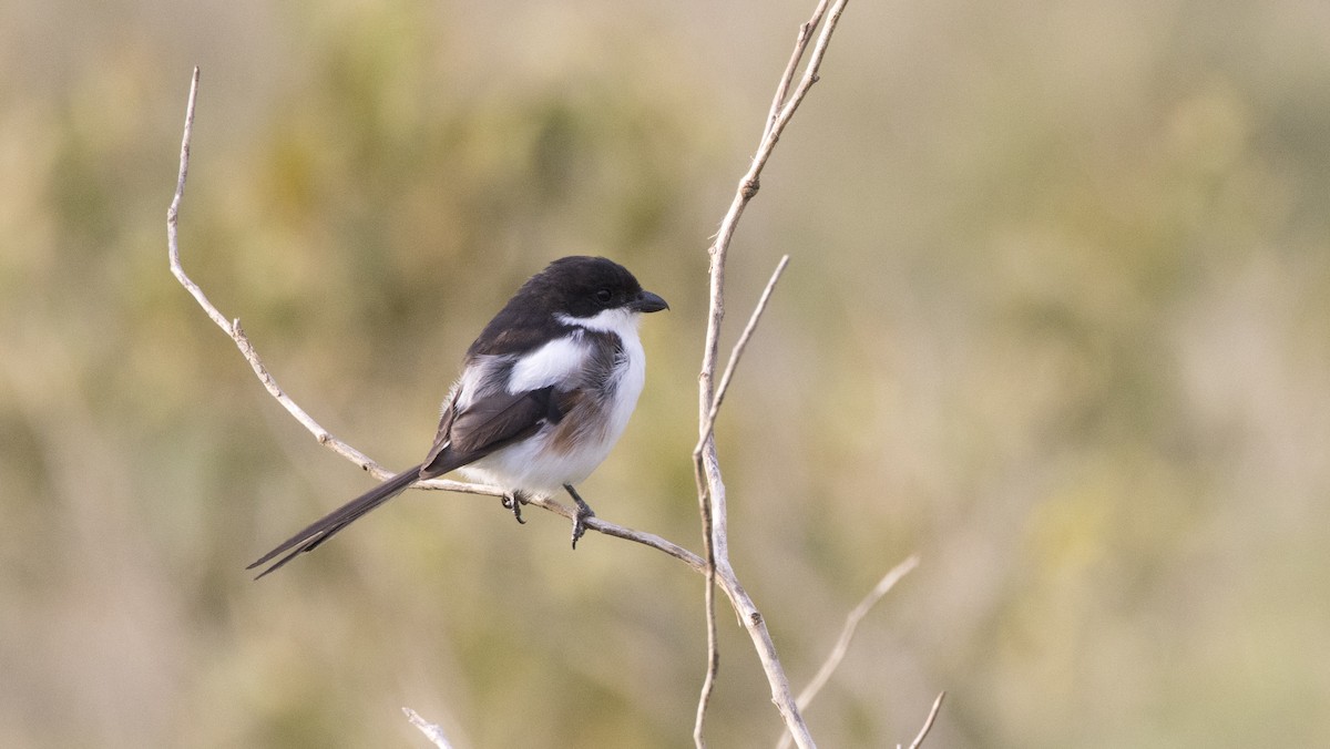 Northern Fiscal - ML638749894