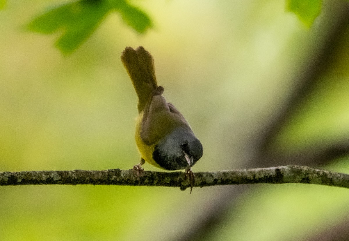 Mourning Warbler - ML638749897