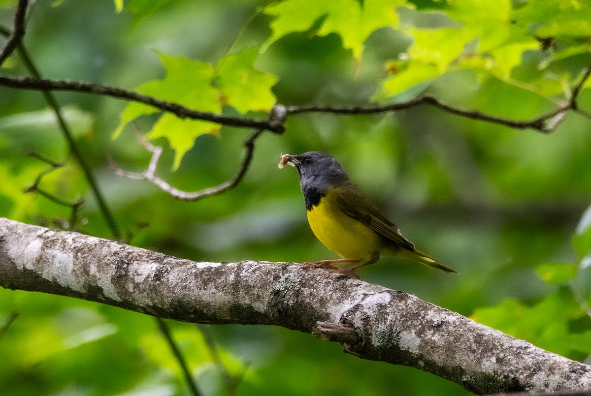 Mourning Warbler - ML638749899