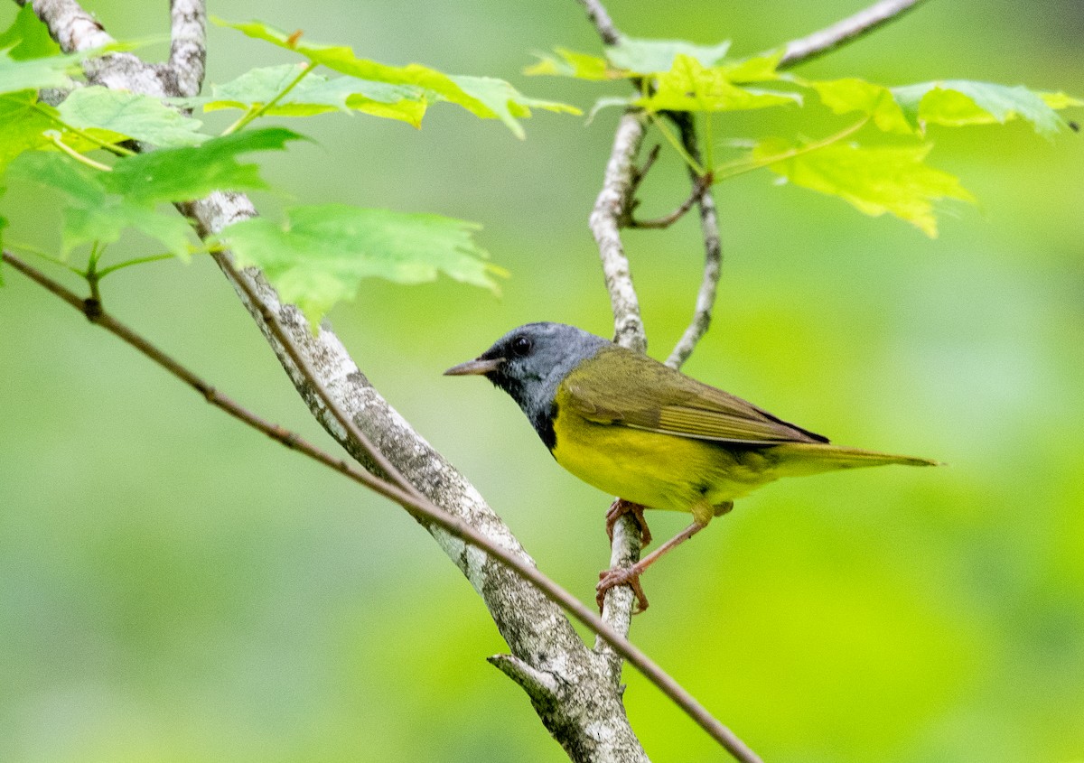Mourning Warbler - ML638749900