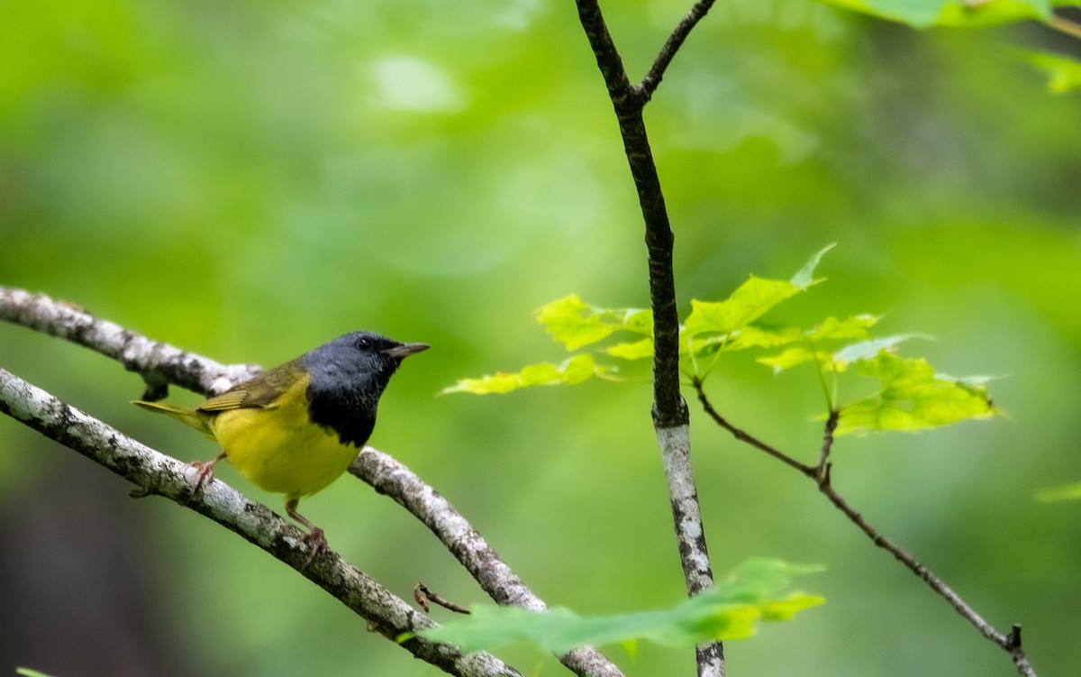 Mourning Warbler - ML638749901