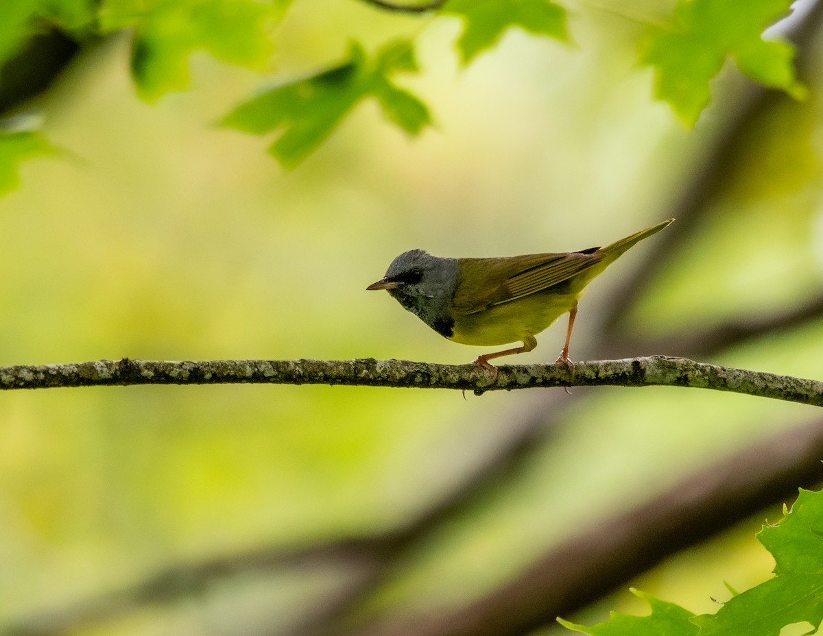Mourning Warbler - ML638749902
