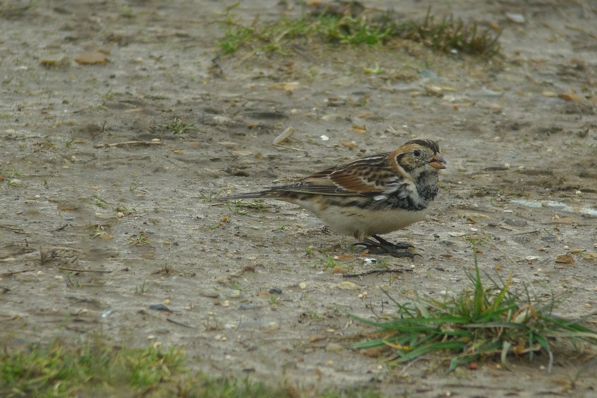 Lapland Longspur - ML638749903