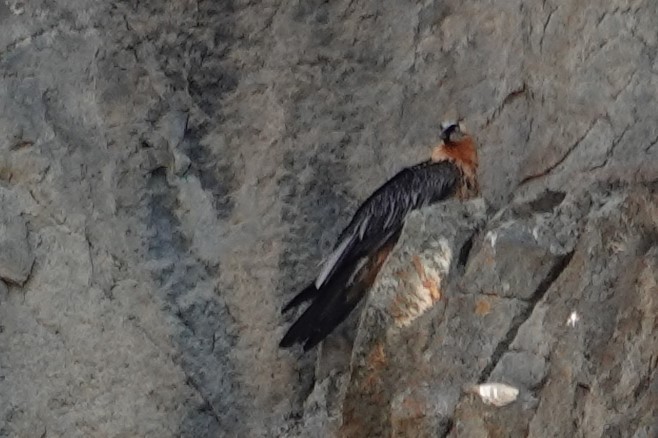 Bearded Vulture - ML638749904