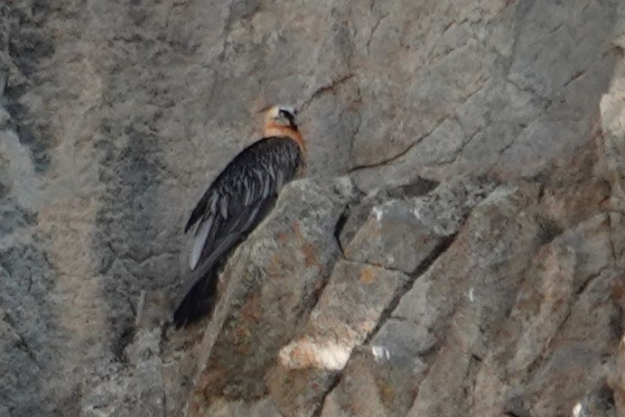 Bearded Vulture - ML638749905