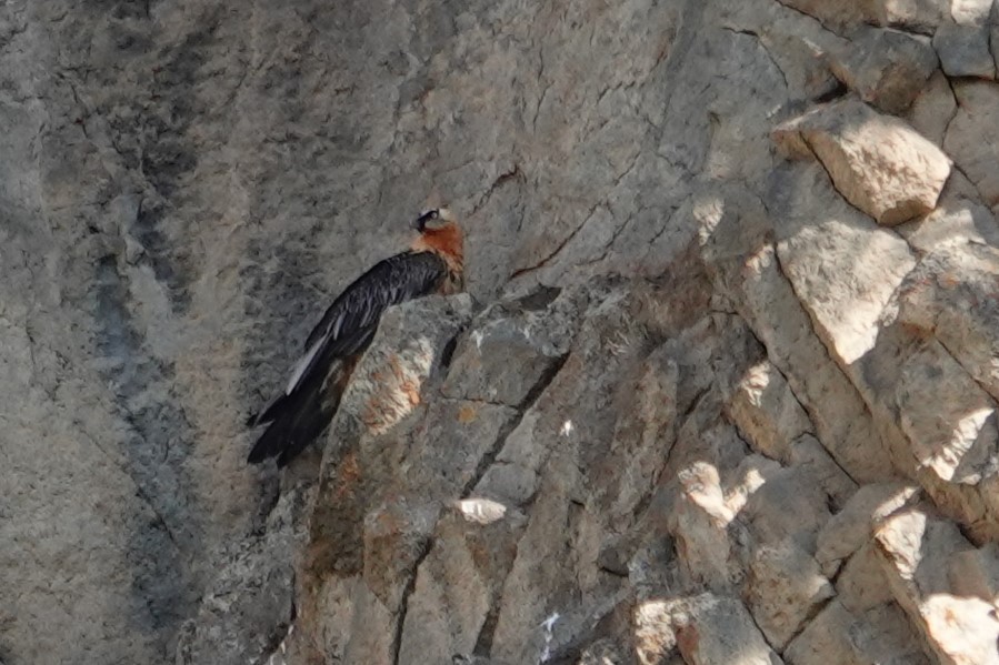 Bearded Vulture - ML638749906