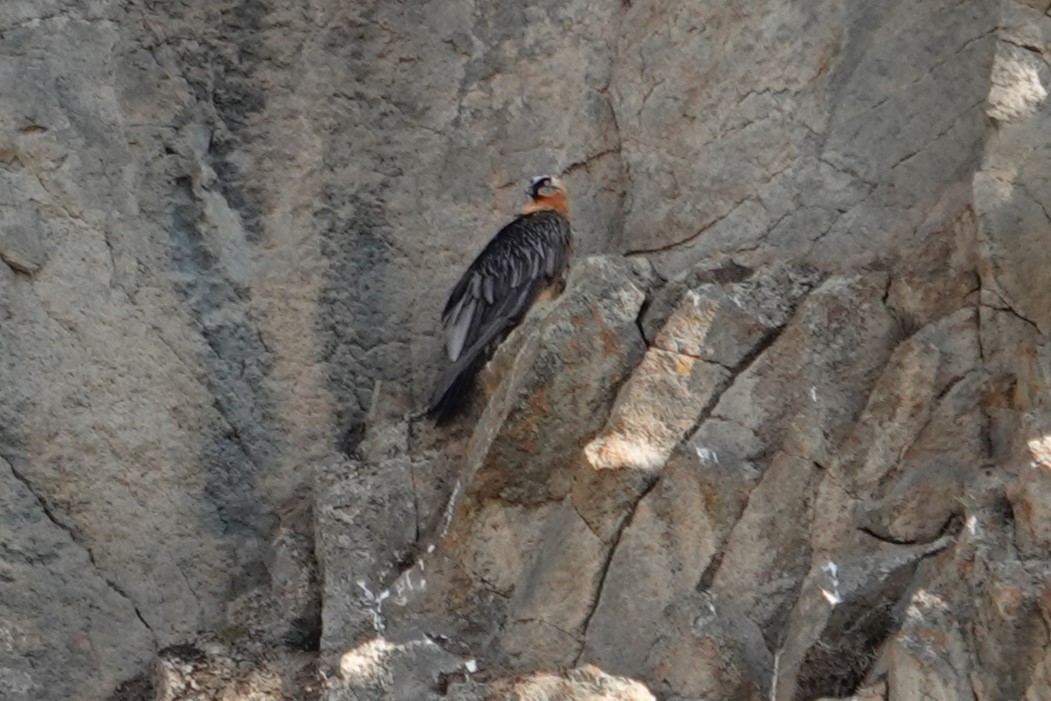Bearded Vulture - ML638749907