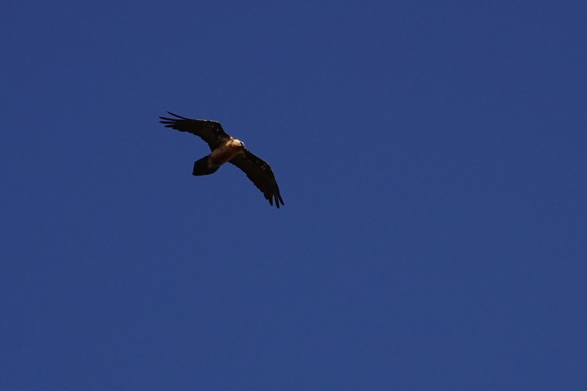 Bearded Vulture - ML638749908