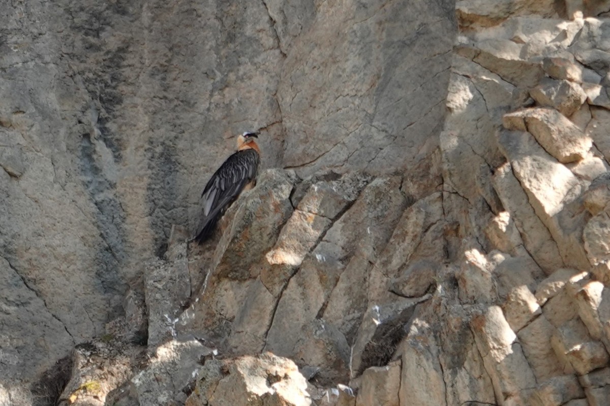 Bearded Vulture - ML638749909