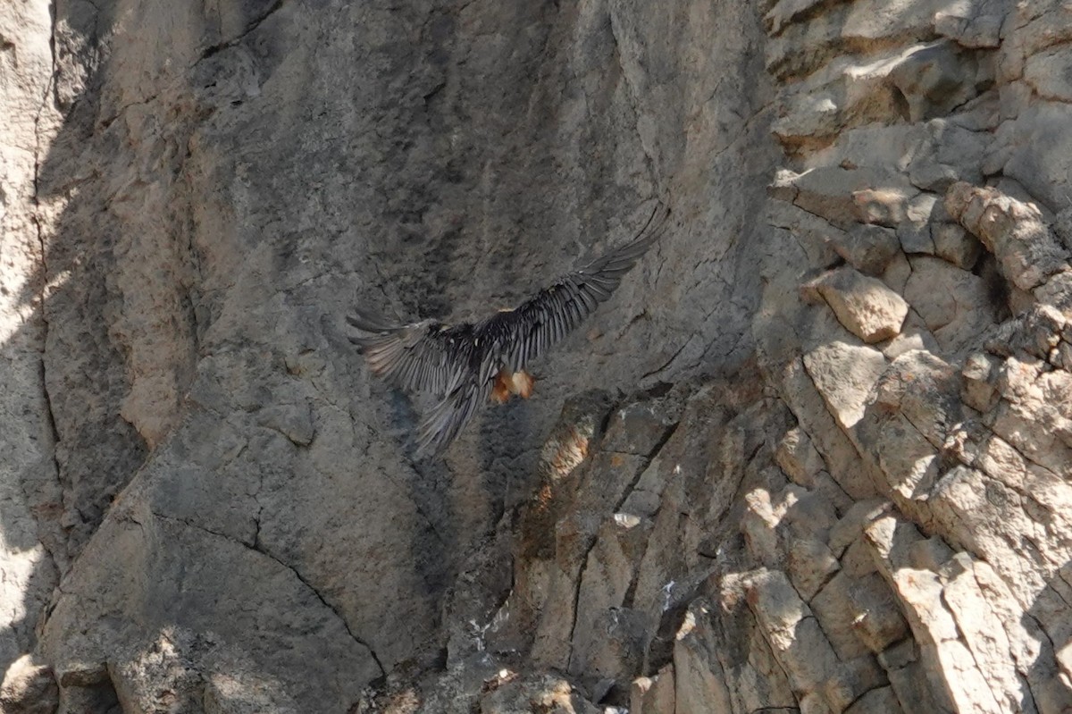 Bearded Vulture - ML638749911