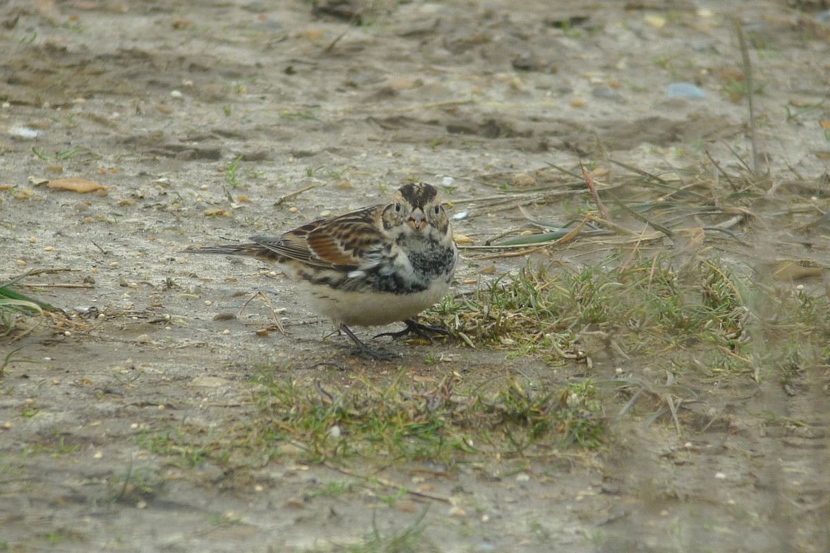 Lapland Longspur - ML638749914