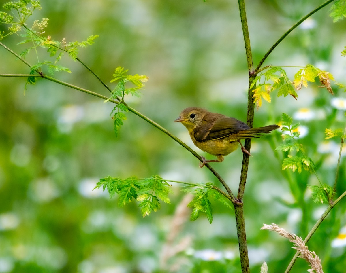 Common Yellowthroat - ML638749916