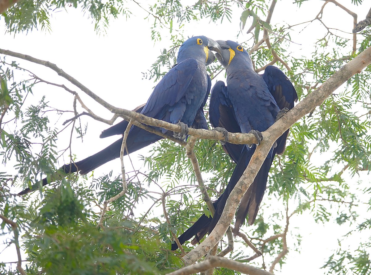 Hyacinth Macaw - ML638749932