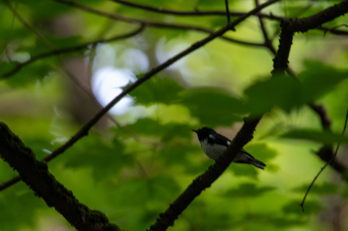 Black-throated Blue Warbler - ML638749933