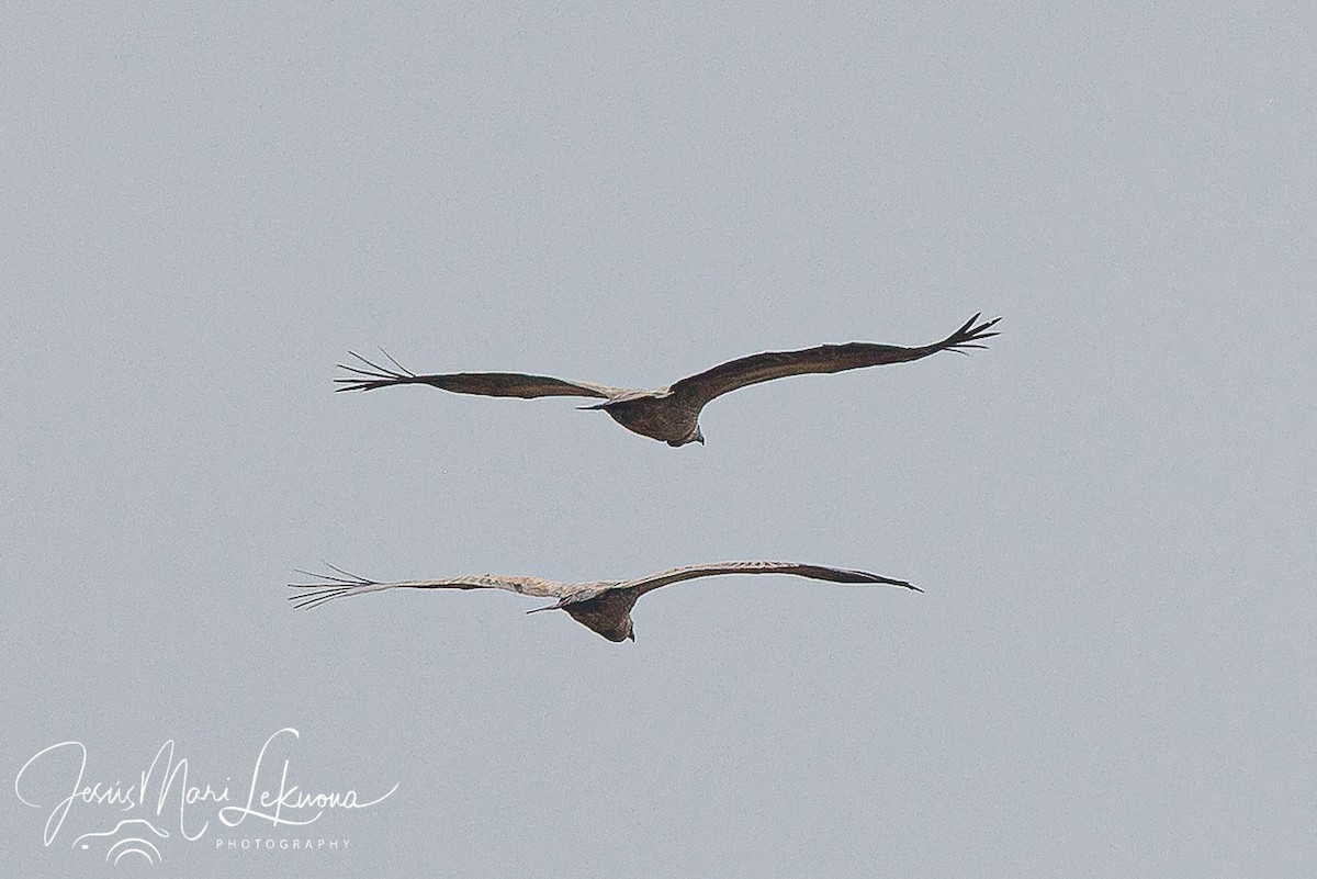 White-backed Vulture - ML638749934