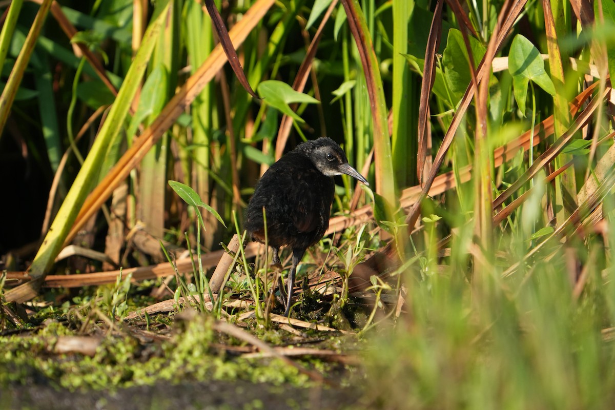 Virginia Rail - ML638749936