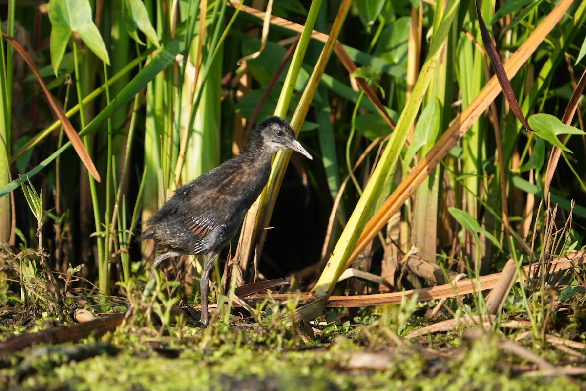 chřástal virginský - ML638749938