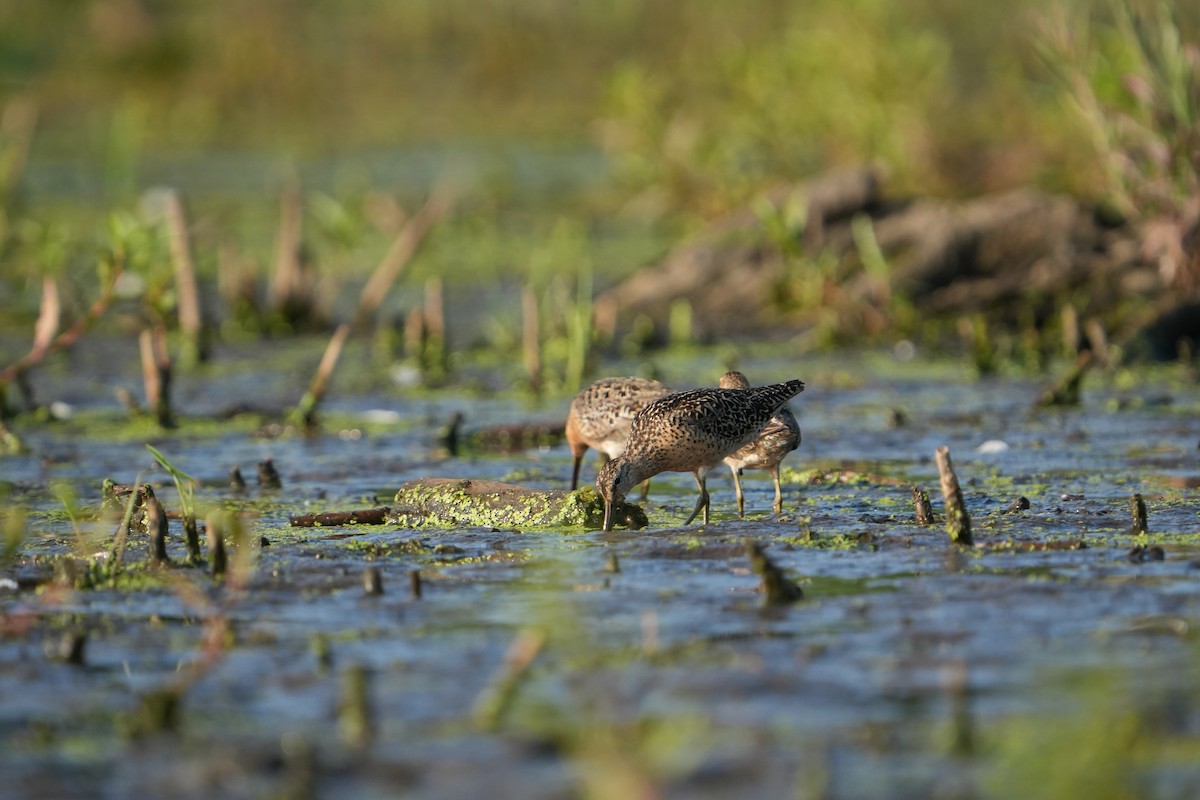 Short-billed Dowitcher - ML638749955