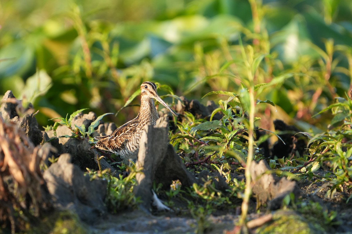 Wilson's Snipe - ML638749962