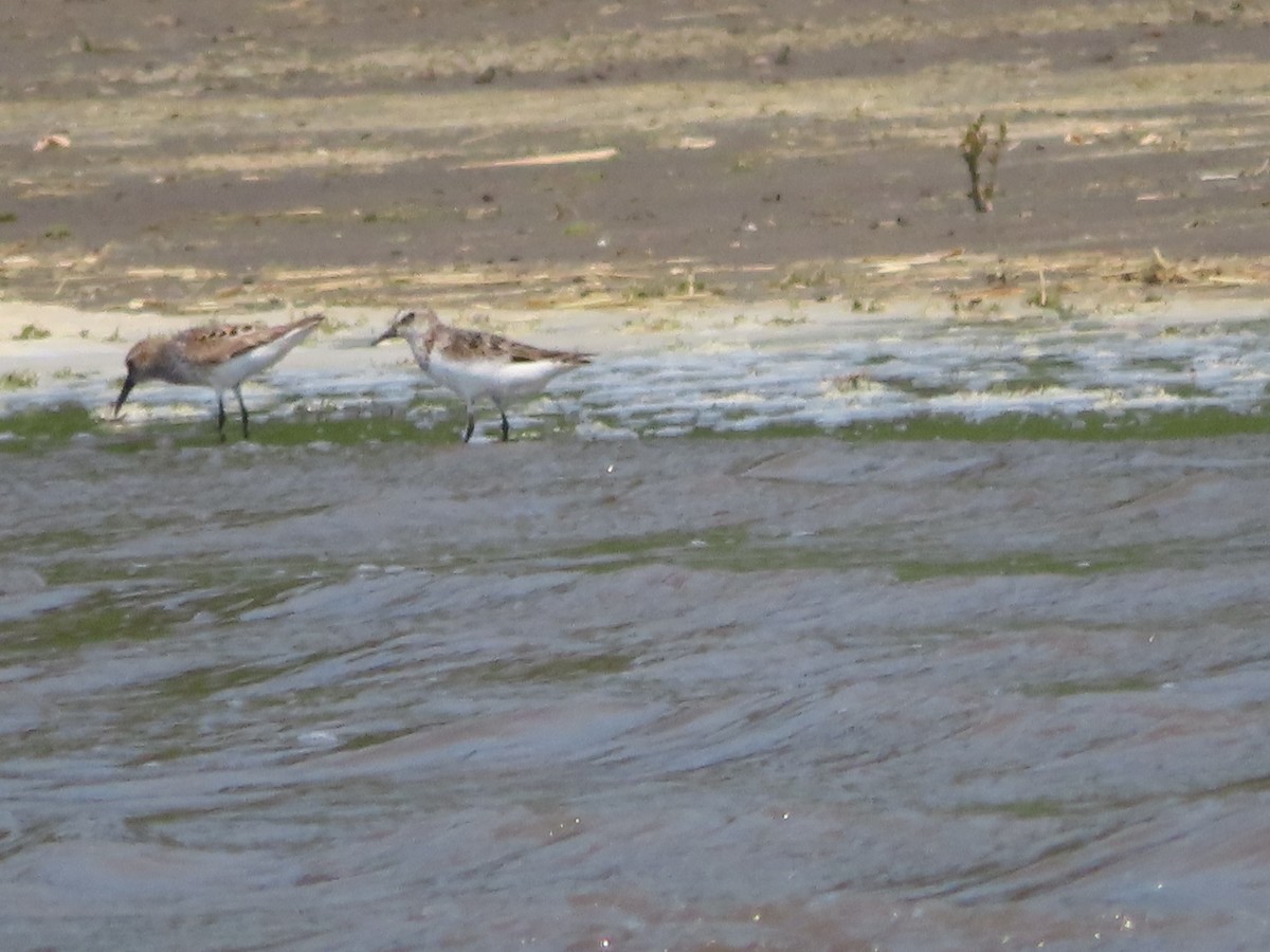 Western Sandpiper - ML638749973