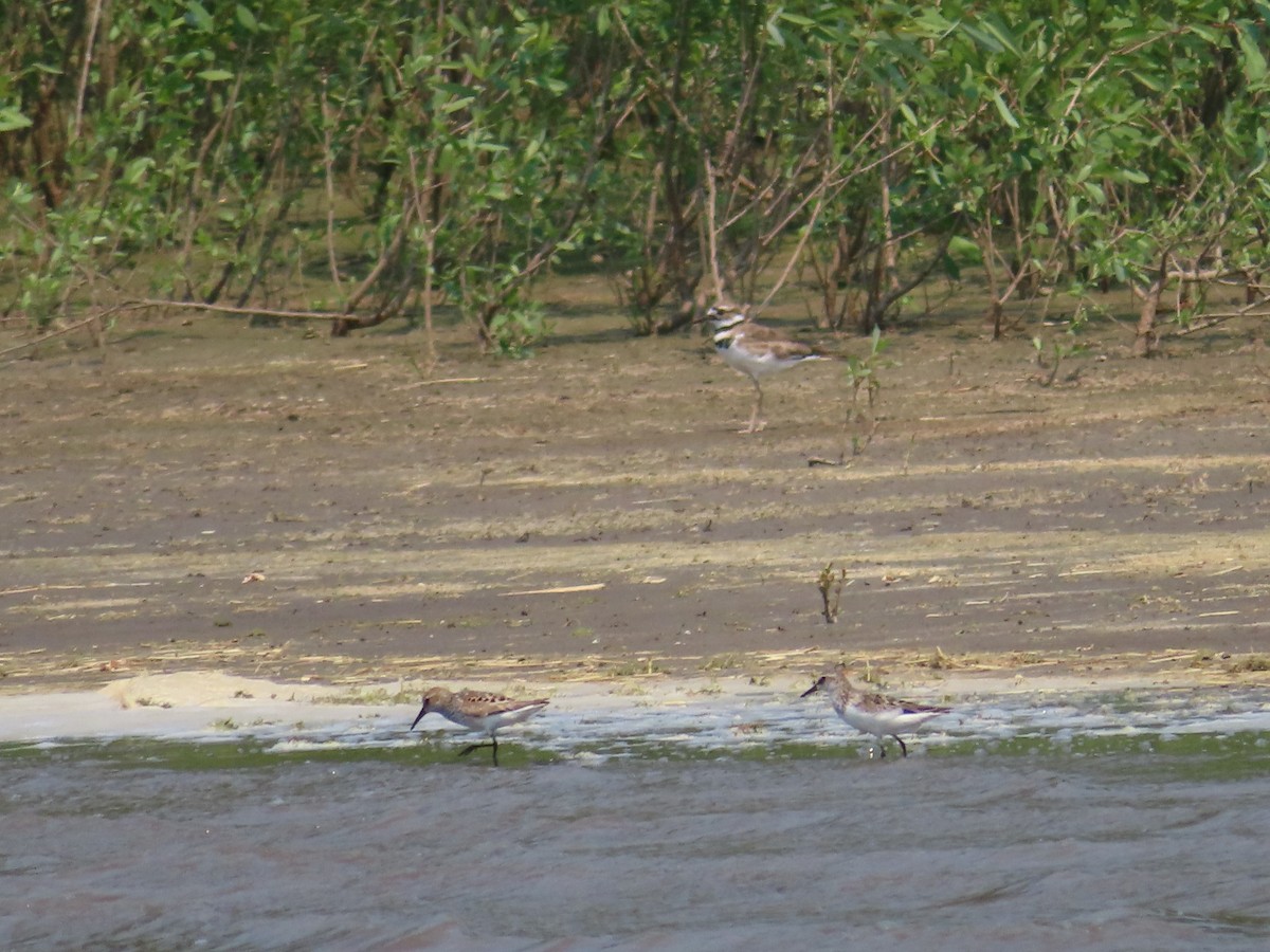 Western Sandpiper - ML638749974