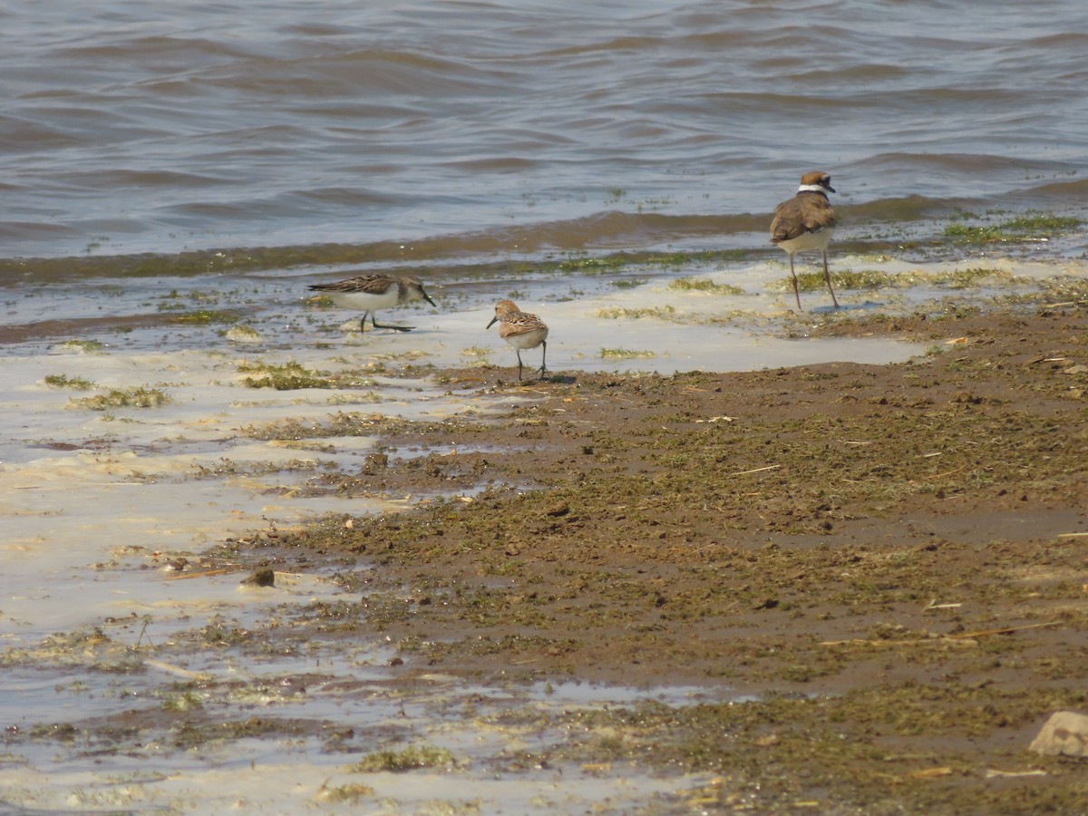 Semipalmated Sandpiper - ML638749978
