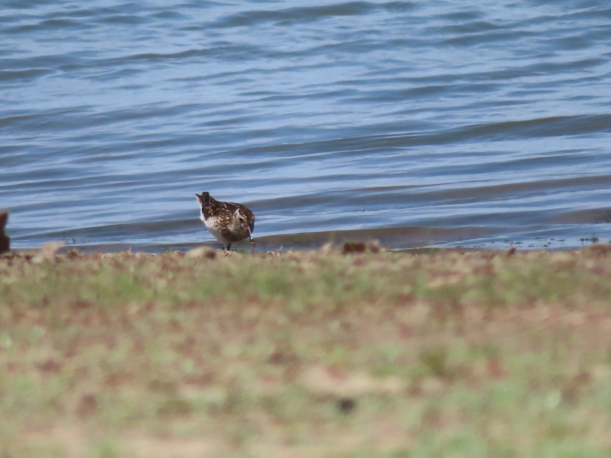 Least Sandpiper - ML638749996
